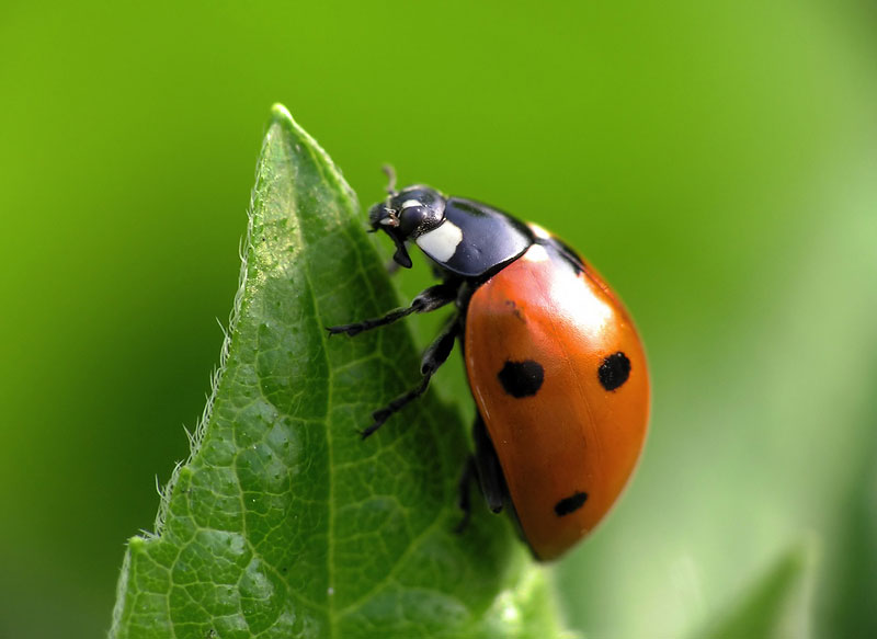 macro macro